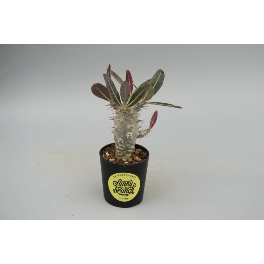 塊根植物　パキポディウム 　カクチペス fit=scale-down,w=1200