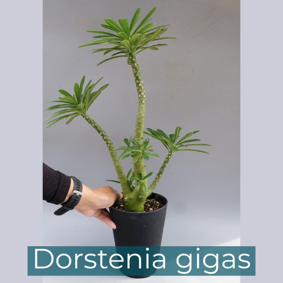 ドルステニア ギガス024 Dorstenia gigas 観葉植物 塊根植物 多肉植物