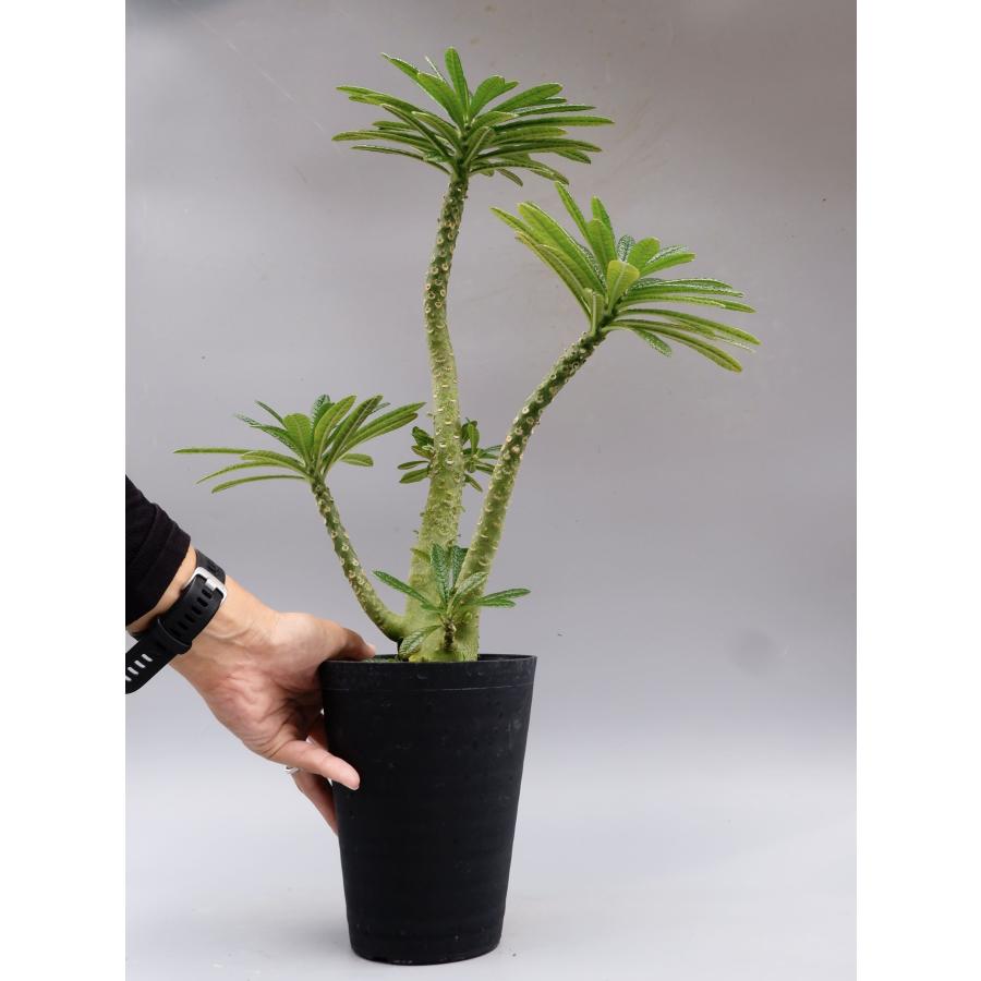 ドルステニア ギガス024 Dorstenia gigas 観葉植物 塊根植物 多肉植物