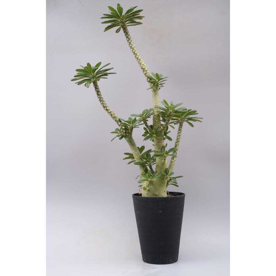 ドルステニア ギガス030 Dorstenia gigas 観葉植物 塊根植物 多肉植物