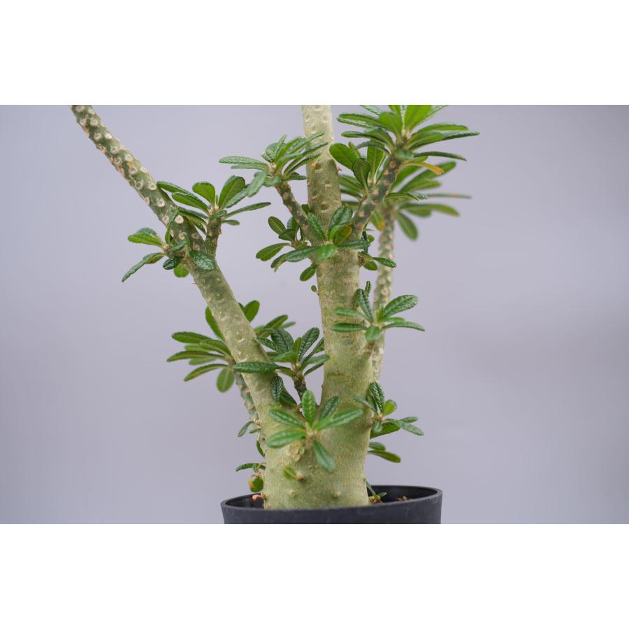 ドルステニア　ギガス ドルステニア ギガス030 Dorstenia gigas 観葉植物 塊根植物 多肉植物