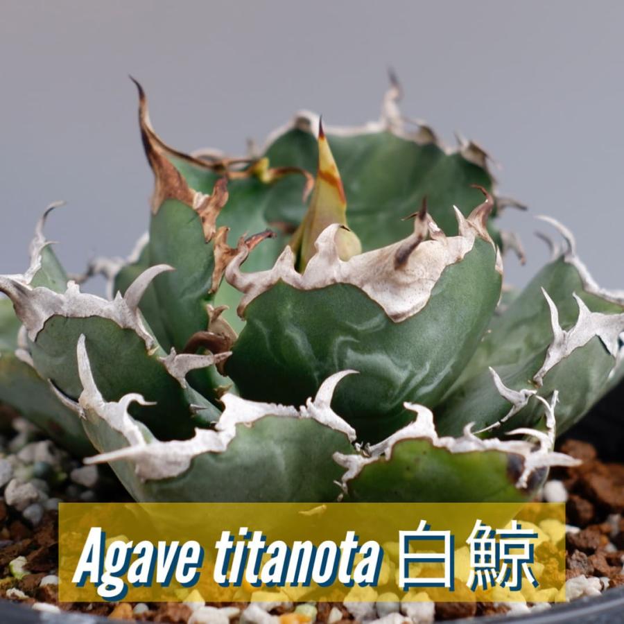アガベ チタノタ 白鯨 056 Agave titanota white whale 観葉植物