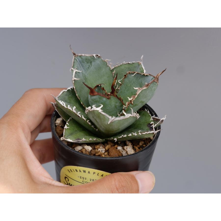アガベ チタノタ 白鯨 177 Agave titanota white whale 観葉植物
