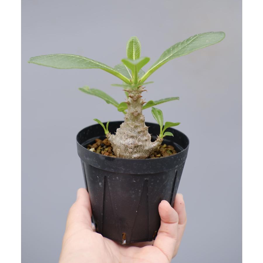 パキポディウム ウィンゾリー 実生株 040 Pachypodium windsorii
