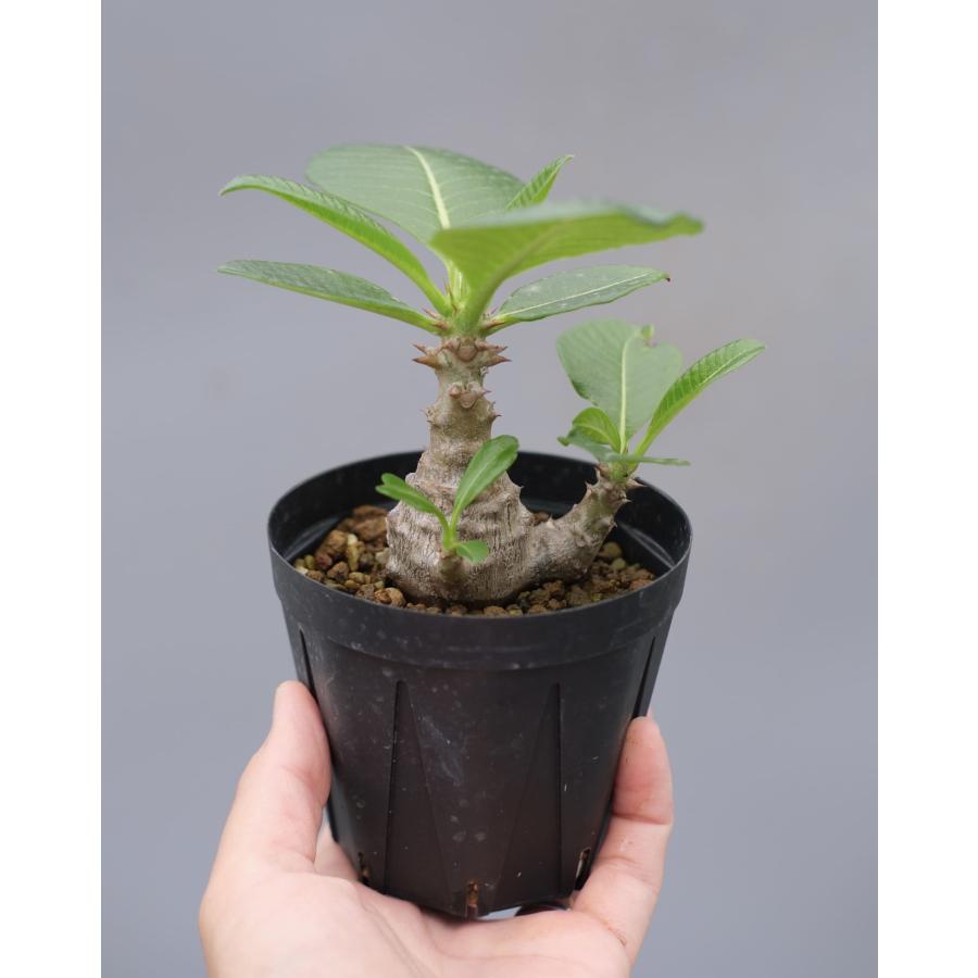 パキポディウム ウィンゾリー 実生株 040 Pachypodium windsorii