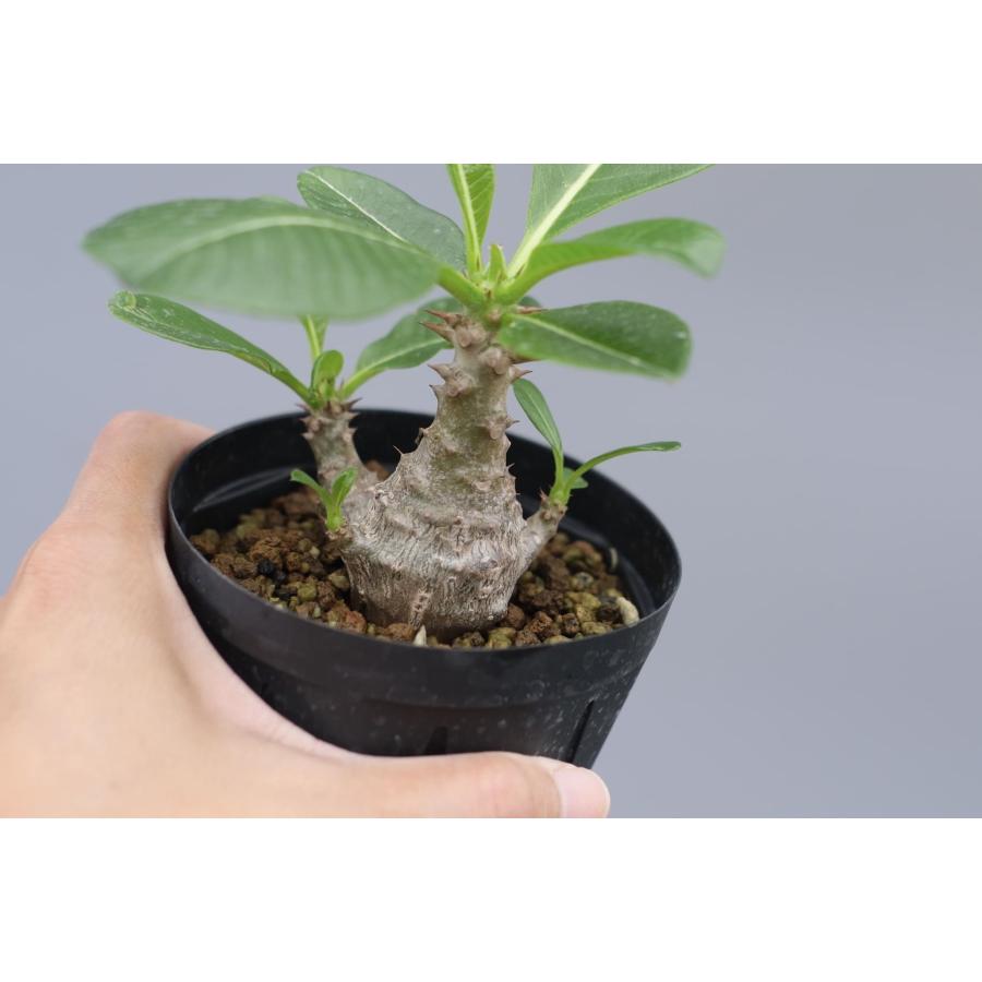 パキポディウム　国内実生　塊根植物　ウィンゾリー　20 パキポディウム：ウィンゾリー（実生） 4号鉢植え23-02 の通販