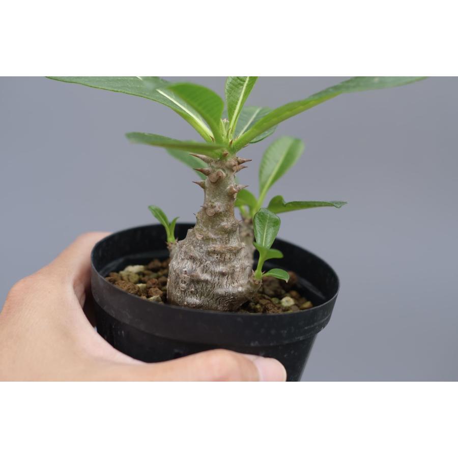 ウィンゾリー パキポディウム 実生株 パキポディウム ウィンゾリー 実生株 057 Pachypodium windsorii