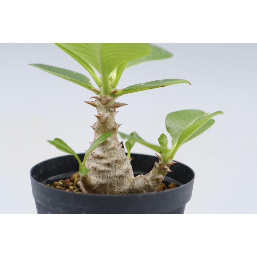 塊根植物　パキポディウム　ウィンゾリー　実生苗 植物】 【ランダム配送】 パキポディウム ウィンゾリー 実生株