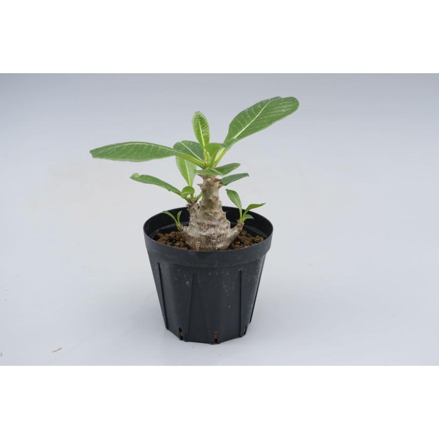 値下げ中　パキポディウム　ウインゾリー　実生 2 パキポディウム・ウィンゾリー実生記録②(Pachypodium Windsorii