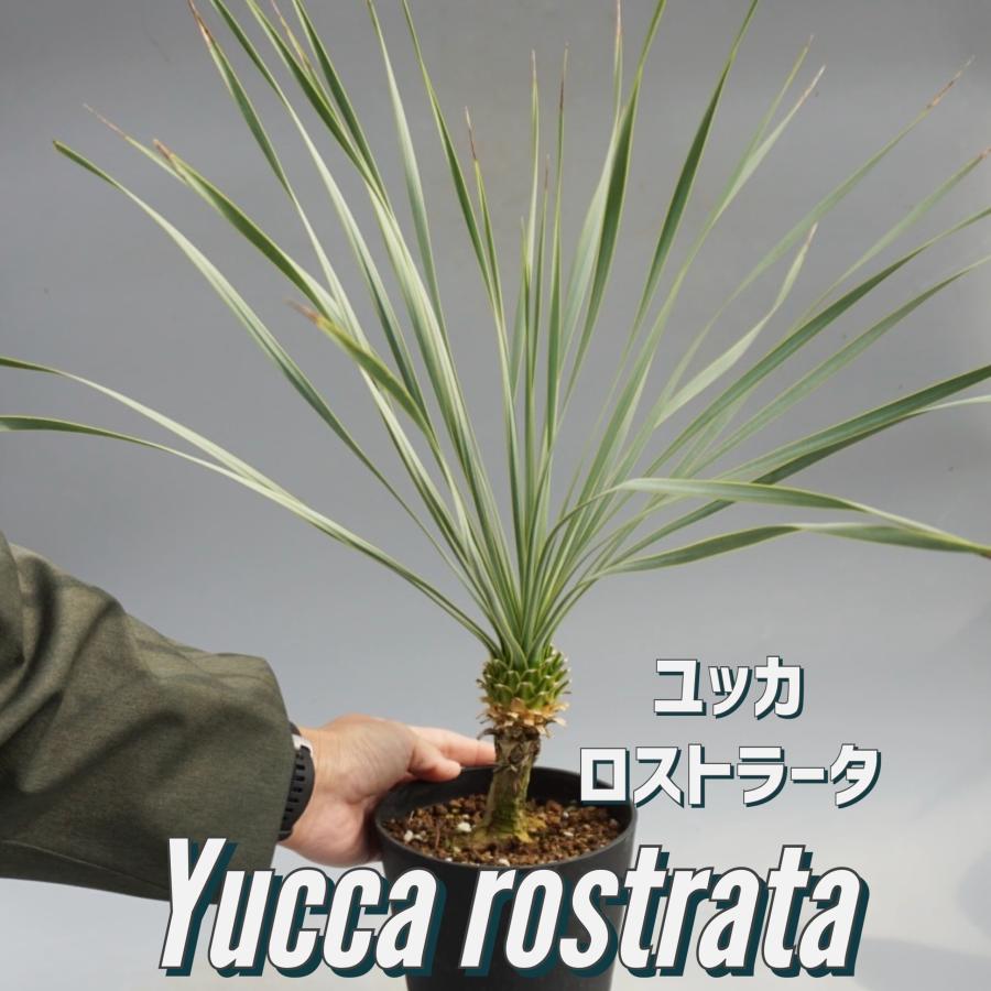 ユッカ ロストラータ 006 Yucca Rostrata 塊根植物 観葉植物 多肉植物