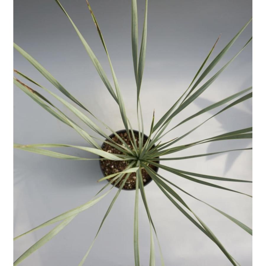ユッカ ロストラータ 006 Yucca Rostrata 塊根植物 観葉植物 多肉植物