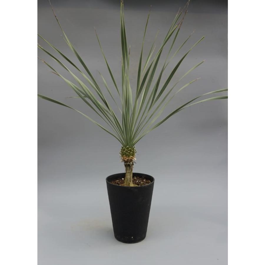 ユッカ ロストラータ 006 Yucca Rostrata 塊根植物 観葉植物 多肉植物