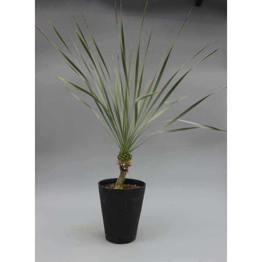 ユッカ ロストラータ 006 Yucca Rostrata 塊根植物 観葉植物 多肉植物