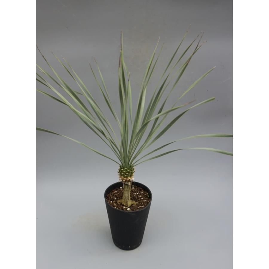 ユッカ ロストラータ 006 Yucca Rostrata 塊根植物 観葉植物 多肉植物