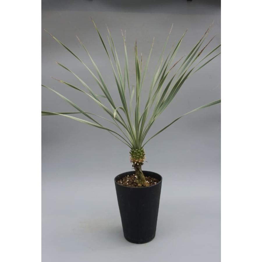 ユッカ ロストラータ 006 Yucca Rostrata 塊根植物 観葉植物 多肉植物