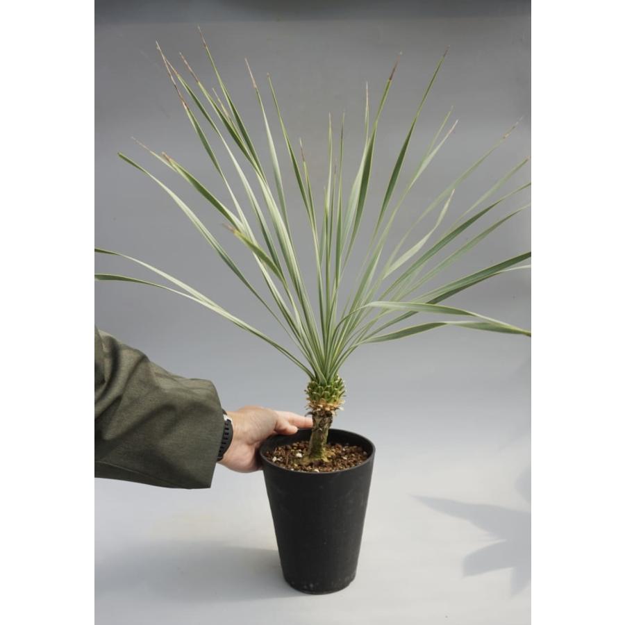 ユッカ ロストラータ（樹高:約90cm）Nov37 ユッカ ロストラータ （樹高:約90cm）NOV20