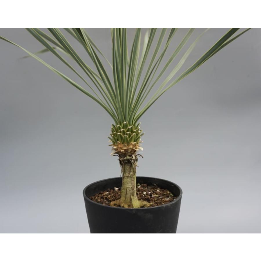ユッカ ロストラータ 006 Yucca Rostrata 塊根植物 観葉植物 多肉植物