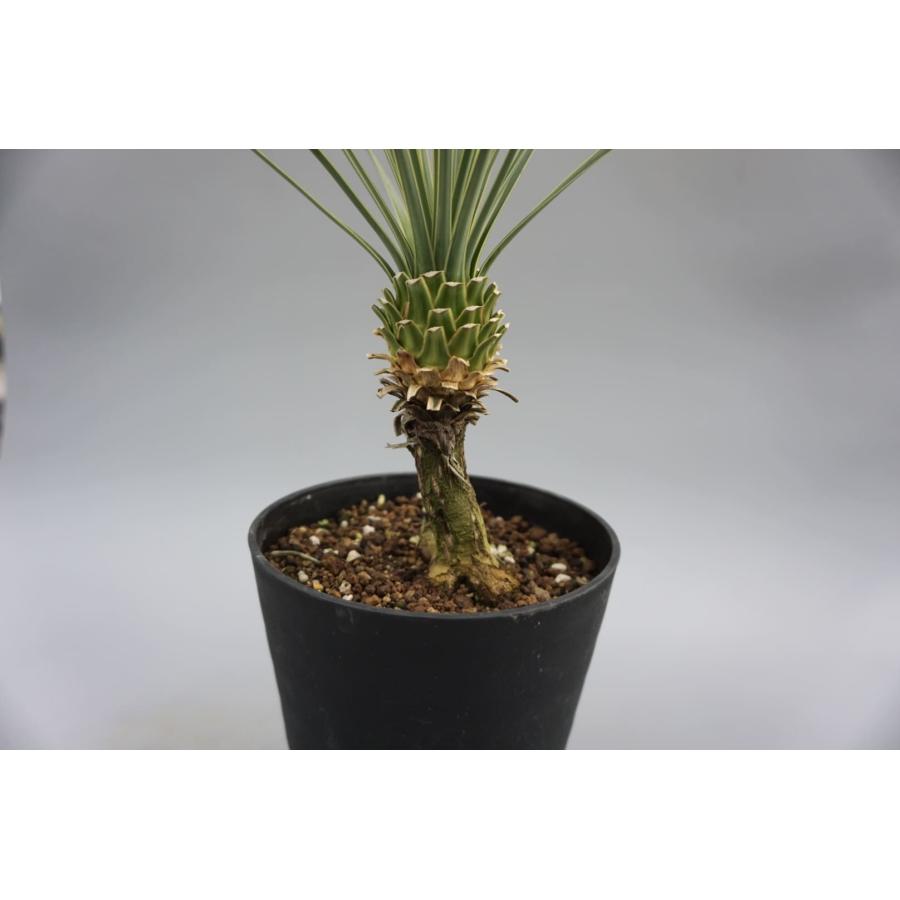 ユッカ ロストラータ幹太　多肉植物 ユッカ ロストラータ幹太 多肉植物