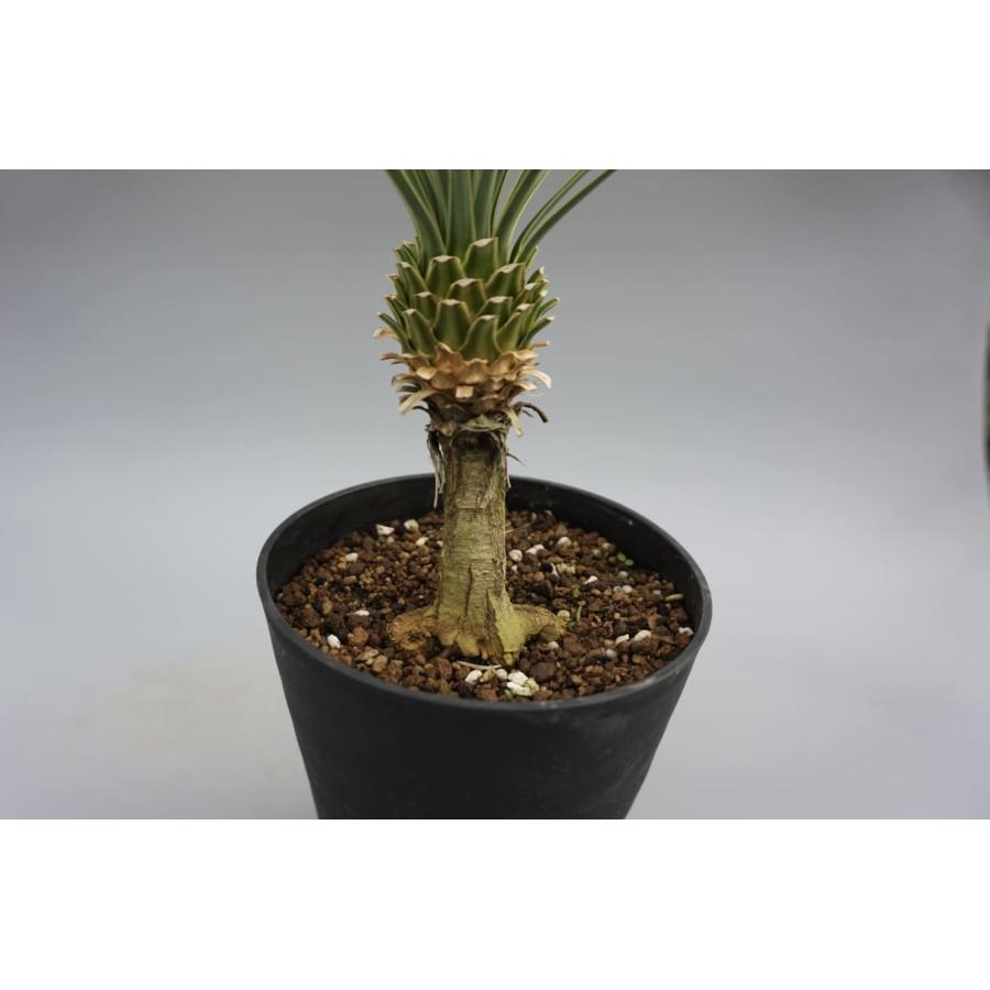 ユッカ ロストラータ 006 Yucca Rostrata 塊根植物 観葉植物 多肉植物