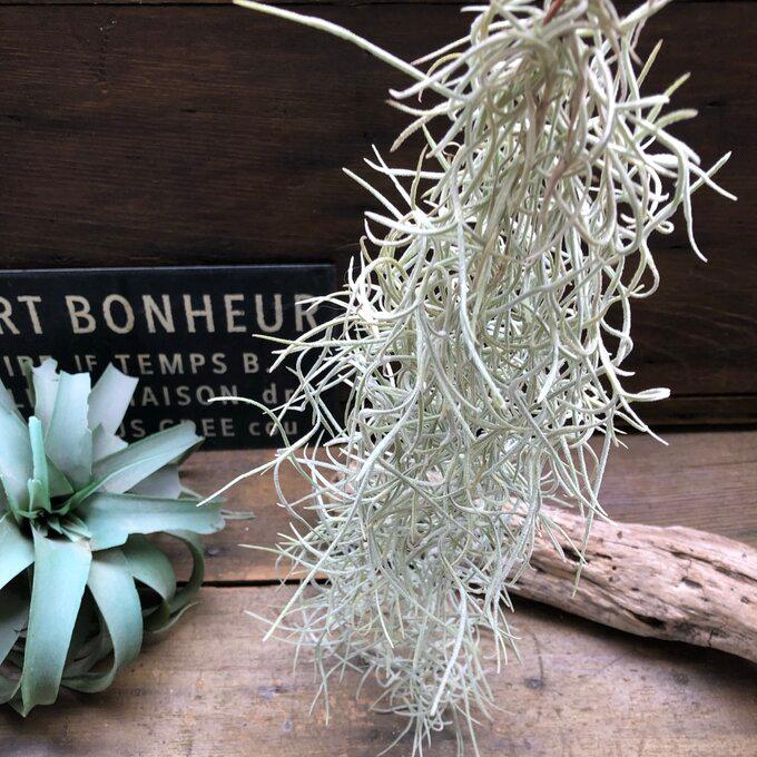 ウスネオイデス 太葉 エアープランツ 多肉植物 : パリジェンヌ - 通販