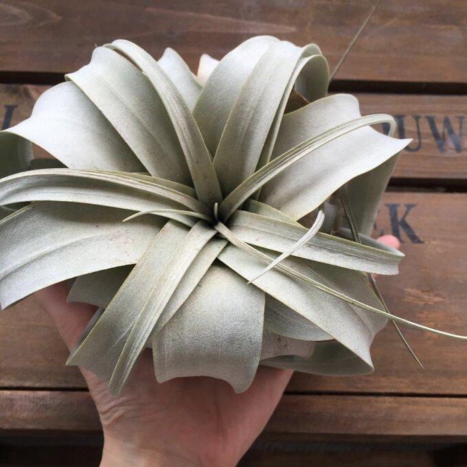 キセログラフィカ 大サイズ おしゃれプランツ エアープランツ 多肉植物