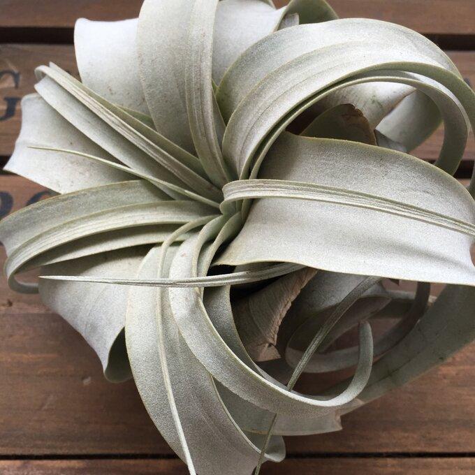 キセログラフィカ 大サイズ おしゃれプランツ エアープランツ 多肉植物