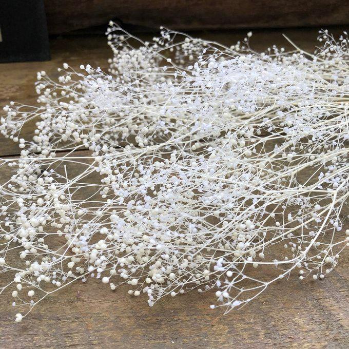 かすみ草 ホワイト ドライフラワー 10g 花材 ハンドメイド カスミソウ