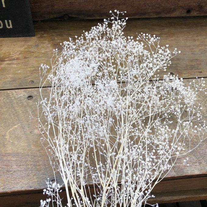 かすみ草 ホワイト ドライフラワー 10g 花材 ハンドメイド カスミソウ