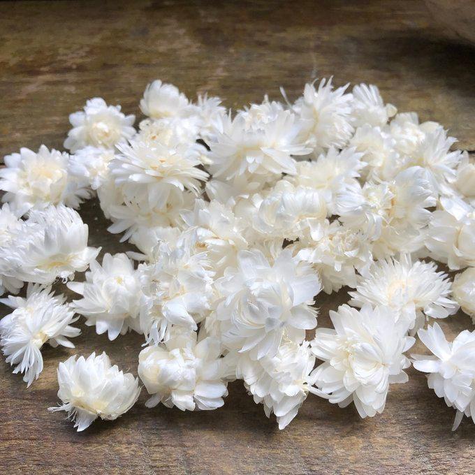 ヘリクリサム・ヘッド 白（ドライフラワー花材） 10g ハンドメイド