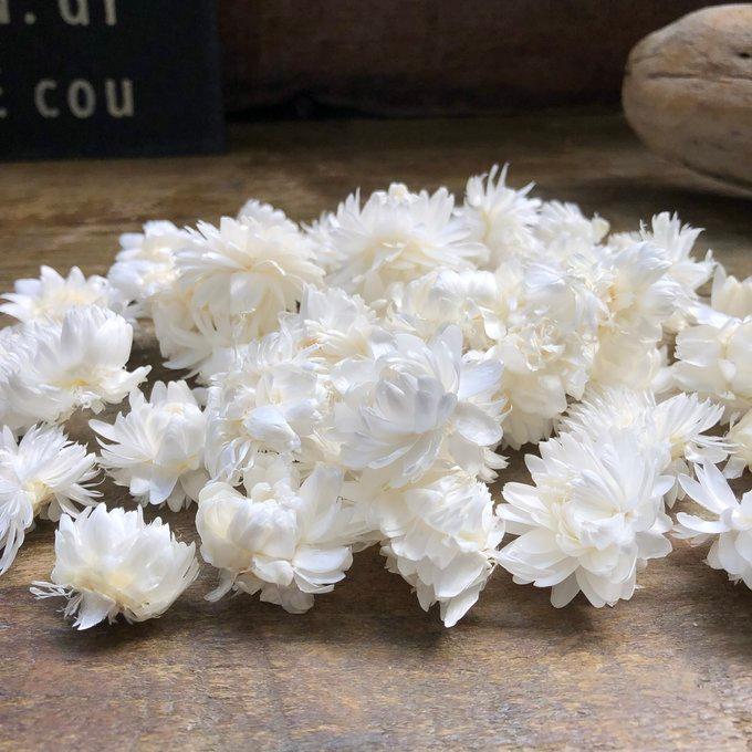 ヘリクリサム・ヘッド 白（ドライフラワー花材） 10g ハンドメイド
