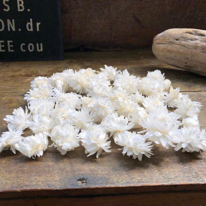 ヘリクリサム・ヘッド 白（ドライフラワー花材） 10g ハンドメイド