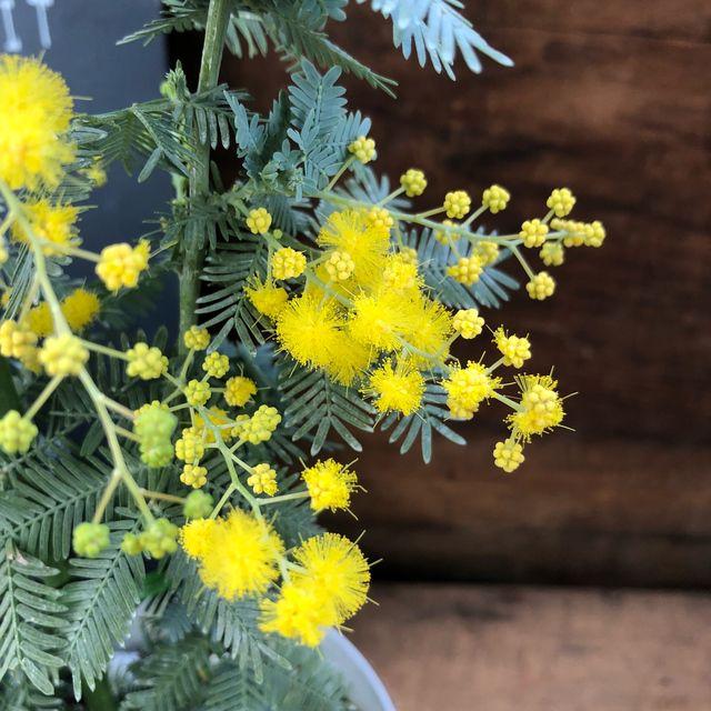 ミモザの苗 ドライフラワー人気 観葉植物 地植え H 007 サニーヤフーショッピング店 通販 Yahoo ショッピング