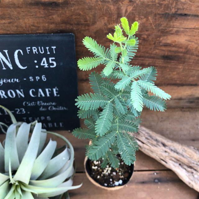 ミモザの苗 ドライフラワー人気 観葉植物 地植え H 007 サニーヤフーショッピング店 通販 Yahoo ショッピング