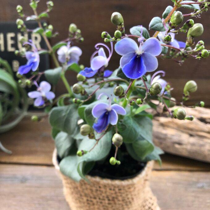 ブルーウィング 人気 蝶のような花 ガーデニング H 043 パリジェンヌ 通販 Yahoo ショッピング