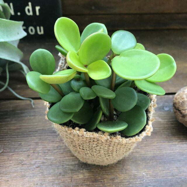 ホープ ペペロミア 観葉植物 丸い葉っぱ H 077 サニーヤフーショッピング店 通販 Yahoo ショッピング