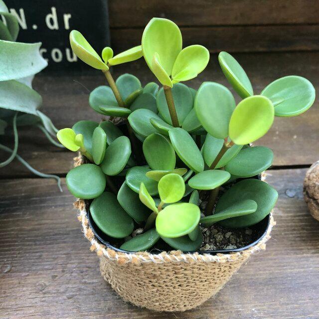 ホープ ペペロミア 観葉植物 丸い葉っぱ H 077 サニーヤフーショッピング店 通販 Yahoo ショッピング