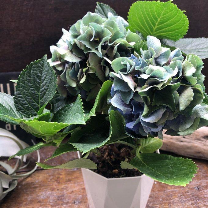 フレームパープル 秋色アジサイ アンティークカラー 紫陽花 : パリ