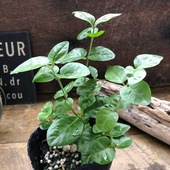 アラビアンジャスミン ジャスミン 茉莉花 ジャスミンティーに いい香り