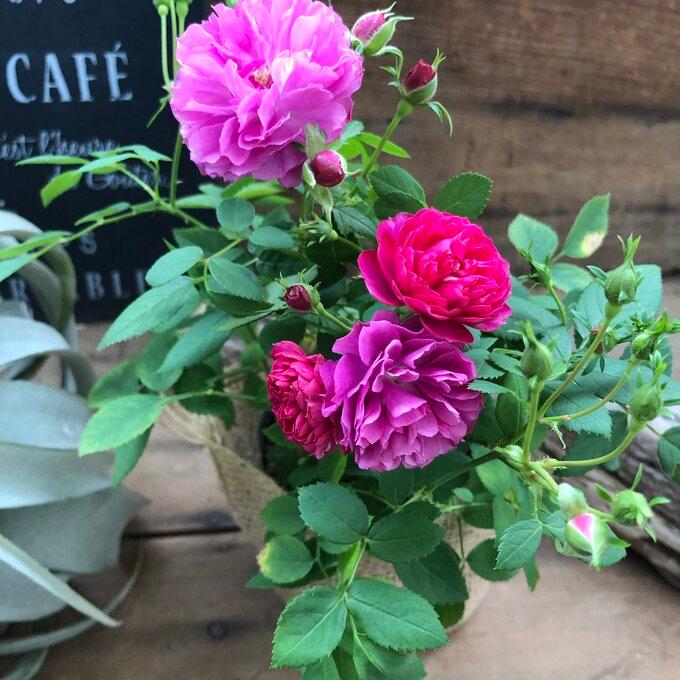 スィートチャリオット 人気 ミニバラ ガーデニング H 112 サニーヤフーショッピング店 通販 Yahoo ショッピング