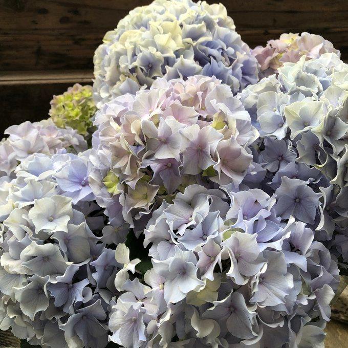 モーヴクィーン アジサイ アンティークカラー 紫陽花 : パリジェンヌ
