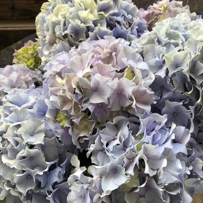 モーヴクィーン アジサイ アンティークカラー 紫陽花 : パリジェンヌ