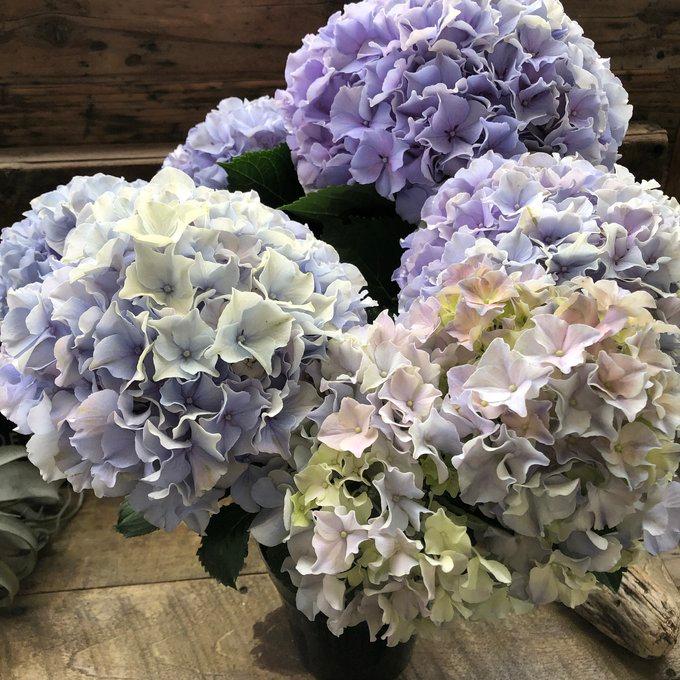 モーヴクィーン アジサイ アンティークカラー 紫陽花 : パリジェンヌ