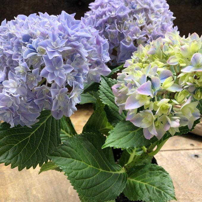 スピカ パステルカラー 可愛いアジサイ 紫陽花 : パリジェンヌ - 通販