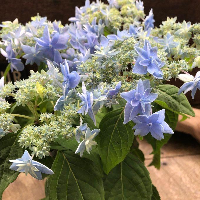 紫陽花 美方八重 アジサイ 豪華 ガーデン 紫陽花 : パリジェンヌ - 通販