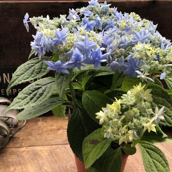 美方八重 アジサイ 豪華 ガーデン 紫陽花 : パリジェンヌ - 通販