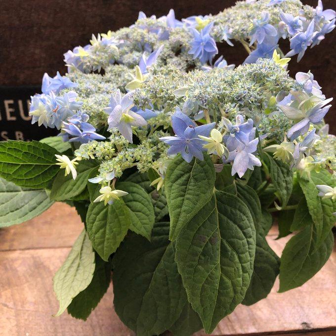 美方八重 アジサイ 豪華 ガーデン 紫陽花 : パリジェンヌ - 通販