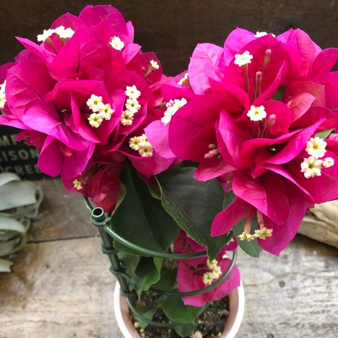 サンルージュ ブーゲンビレア ピンクの花 夏色 : パリジェンヌ - 通販