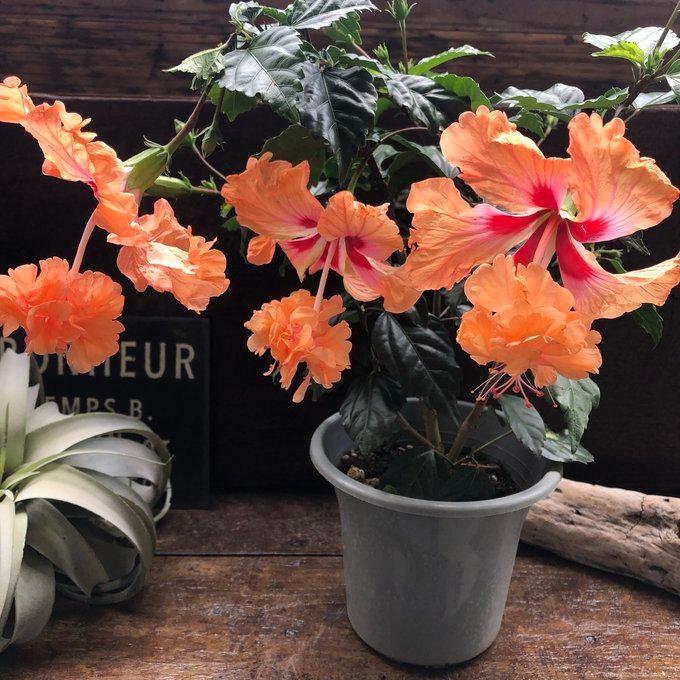 フラミンゴオレンジ ハイビスカス 南国の花 暑さに強い : パリジェンヌ