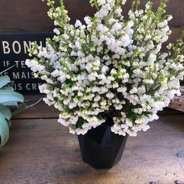 Sale スズランエリカ 真っ白の花 雪のような可愛い ガーデニング インテリア H 149 サニーヤフーショッピング店 通販 Yahoo ショッピング