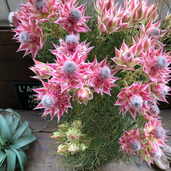 大苗 プリティーピンク セルリア ガーデニング Pjcodes Com